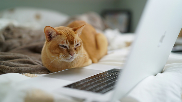 A cat uses a computer. It's pretty cute.