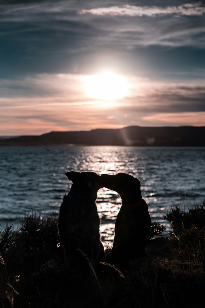 Two dogs kissing in front of a serene lake while the sun sets